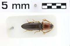 Foto (Dorsalansicht) von Ctenoplus rufoantennatus (NHMW-ZOO-COL-0010737)